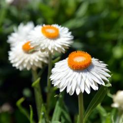 User Profile: SarahTheFriendToBees