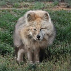 User Profile: CheerfulCheese