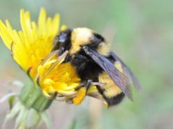 User Profile: BumblebeeFlight