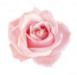 User Profile: magicalrose22