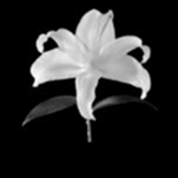 User Profile: periw1nkle
