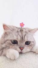 User Profile: SakuraOkeah