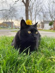 User Profile: cattreenuh