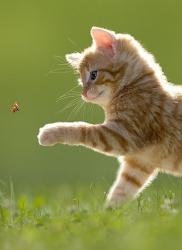 User Profile: colourfulCat6952