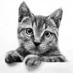 Profile: KittyKat0269