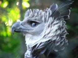 Profile: flight