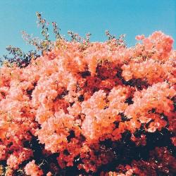 Profile: lafleursauvage