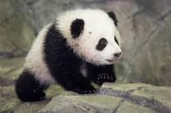 User Profile: SirPanda