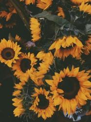 User Profile: yellowSunflower15