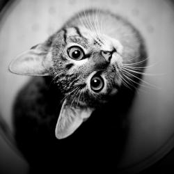 Profile: tonycat