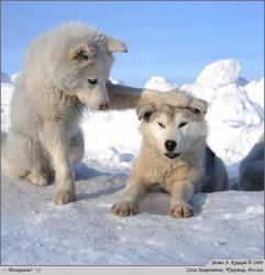 User Profile: happywolf