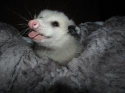 User Profile: PeachyPie001