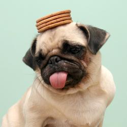 Profile: theBenevolentPug