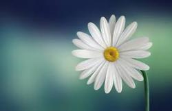 User Profile: peacenlove4