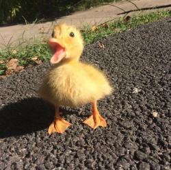User Profile: quackasaur