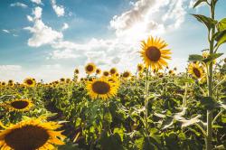 Profile: sunflowergirl2003