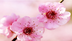 User Profile: Rosey16