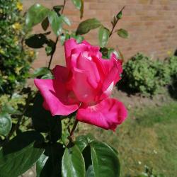 Profile: gentleRainfall9528