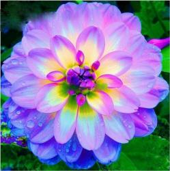 User Profile: charmingSunrise7168