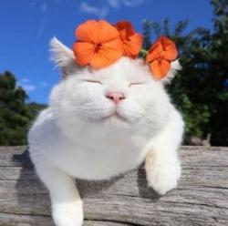 User Profile: bisexualteacup