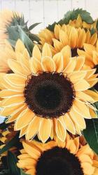 User Profile: Sunflowernanami95