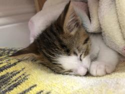 User Profile: softchurro2239