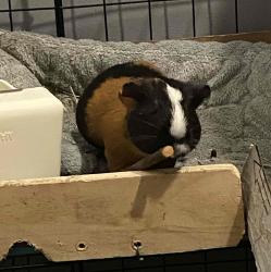 User Profile: petlover44