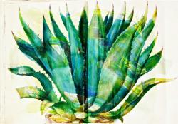User Profile: pinesandpalmtrees