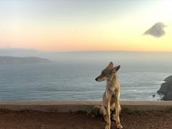 Profile: sympathetic3lephant