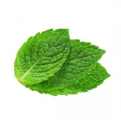 User Profile: freshMint9376