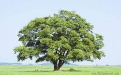 User Profile: HappyTree906