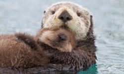 User Profile: OtterlyPositive