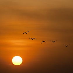 Profile: amandabutterfly8803