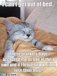 User Profile: Blanketcatsumipachi