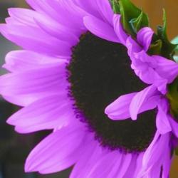 User Profile: Purplesunflower2812