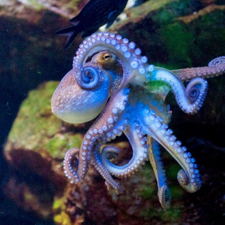 User Profile: octopuses