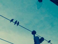 User Profile: Birdie72