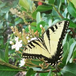 User Profile: DelightfulButterfly8945