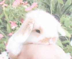 User Profile: LadyyBunnyy
