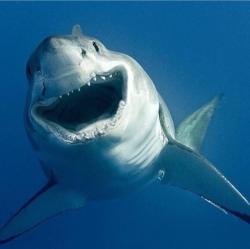 Profile: FriendlyShark3