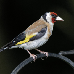 User Profile: Goldfinch2