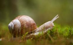 User Profile: gardensnail