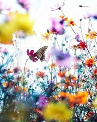 User Profile: Butterflywinged