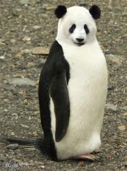 User Profile: PenguinPower31