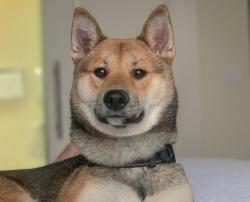 User Profile: MarshmallowPup