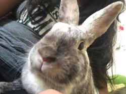User Profile: Annabunny0222