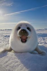 User Profile: beautifulSeal9714