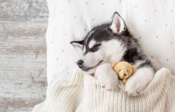 Profile: cheerfulhusky