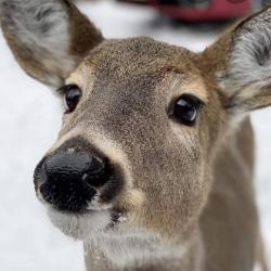 Profile: HelpyHooves