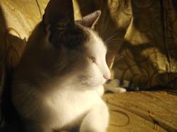 User Profile: empathicYosu1506